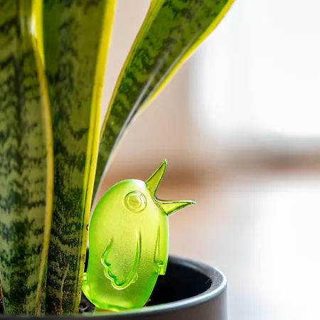 Csicsergo * 扎马迪